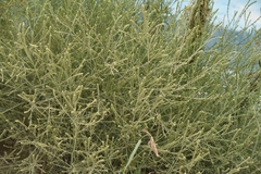 Salsola collina