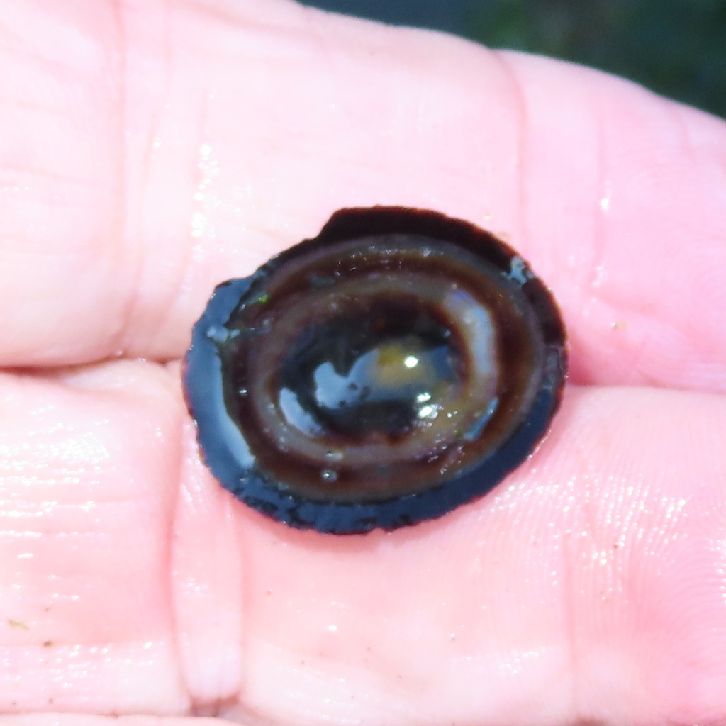 Chocolate Limpet