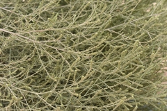 Salsola collina