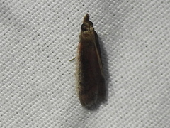 Tampa dimediatella