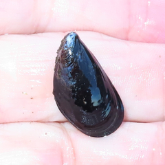 Mytilus trossulus