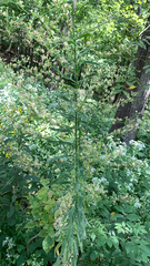 Erigeron canadensis