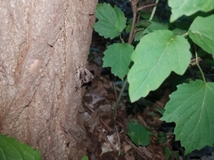 Catocala ultronia