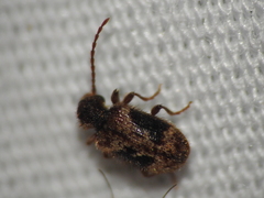 Ptinus