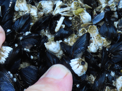 Mytilus trossulus