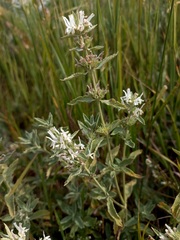 Marrubium peregrinum