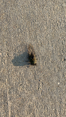 Neotibicen pruinosus