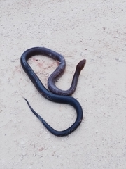 Drymarchon melanurus