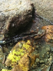 Desmognathus imitator