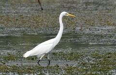Ardea intermedia