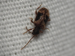 Ptinus