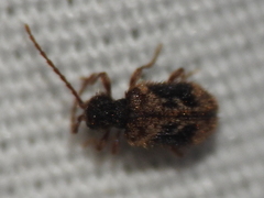 Ptinus