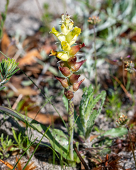 Lachenalia lutea