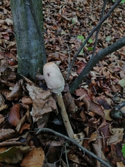 Macrolepiota