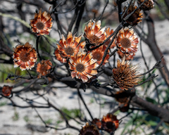 Protea repens