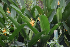 Heliconia psittacorum