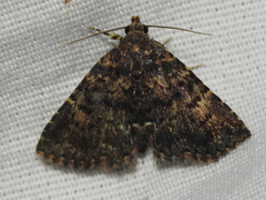 Metalectra diabolica