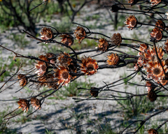 Protea repens