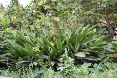 Heliconia psittacorum
