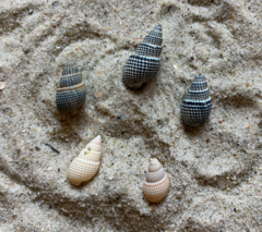 Ilyanassa trivittata