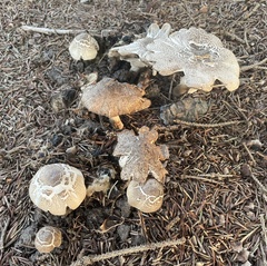 Agaricus augustus