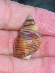 Nucella