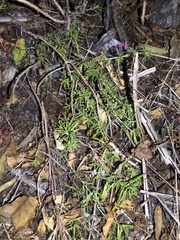 Trichostema lanatum