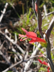 Gladiolus cunonius