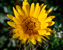 Berkheya barbata