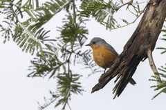 Melaenornis semipartitus