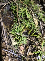Trichostema lanatum