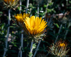 Berkheya barbata