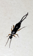 Forficulidae