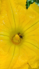 Apis mellifera