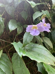 Thunbergia grandiflora