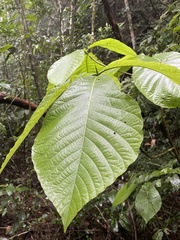 Ixoroideae