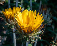 Berkheya barbata