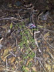 Trichostema lanatum