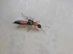 Paederus fuscipes