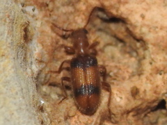 Cymatodera puncticollis