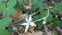 Ornithogalum