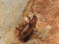 Cymatodera puncticollis