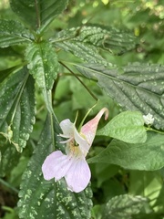 Impatiens uniflora