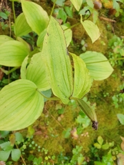 Cypripedium calceolus