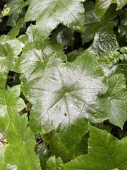 Hydrocotyle quinqueloba