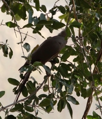 Corythaixoides concolor bechuanae