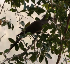 Corythaixoides concolor bechuanae