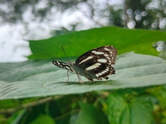 Limenitidinae