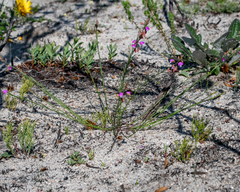 Polygala garcinii