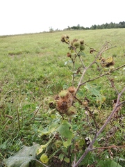 Arctium × nothum